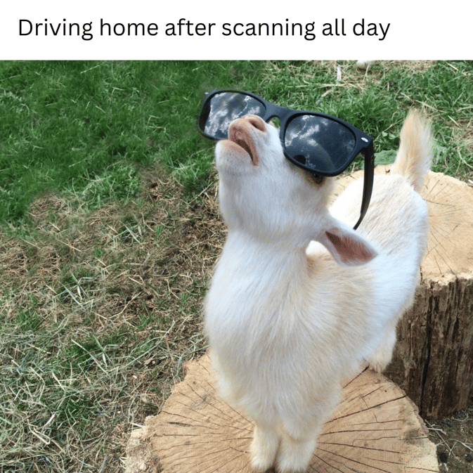 Driving home after scanning all day goat (1)