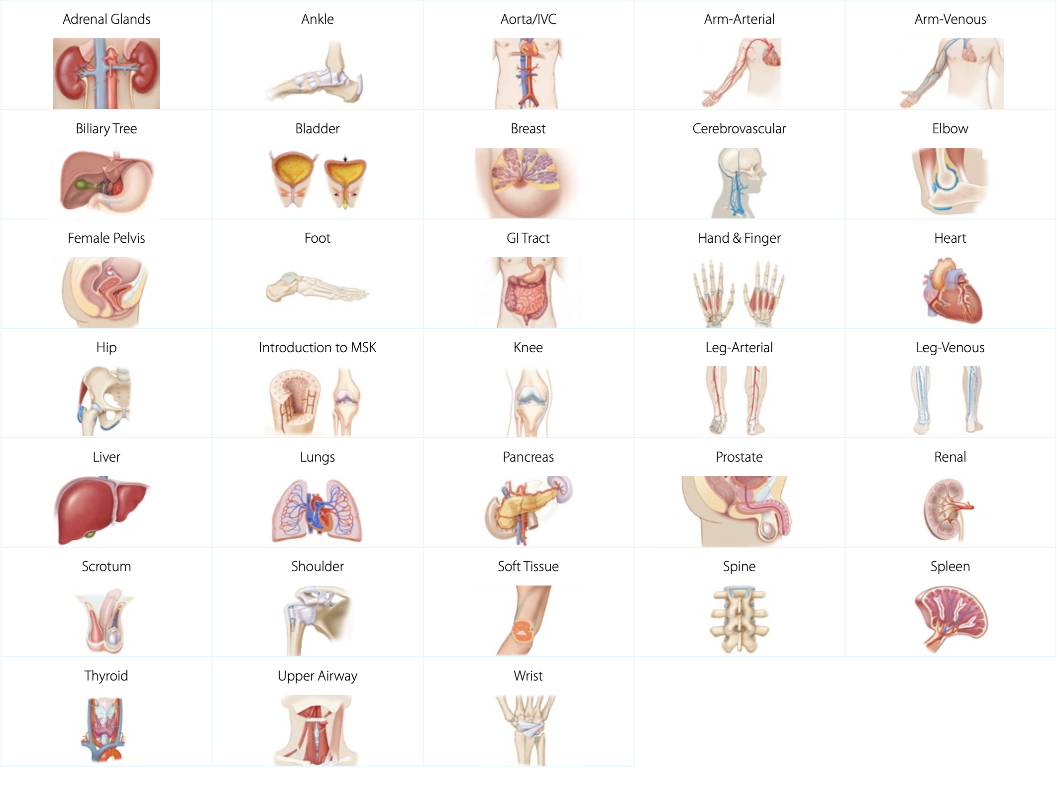 80+ Best Anatomy Courses and Certifications for 2023